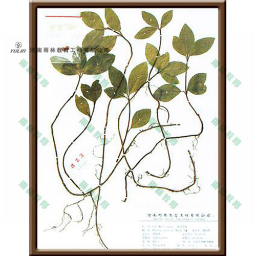 海南紫金叶牛标本