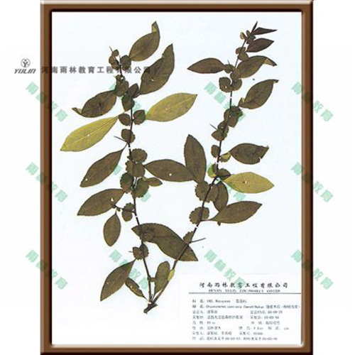 海南皱皮木瓜腊叶标本