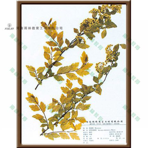 海南中华绒线菊标本