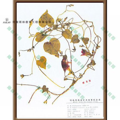 海南圆叶牵牛标本