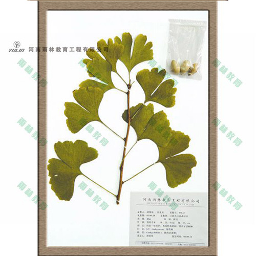 海南银杏科腊叶标本