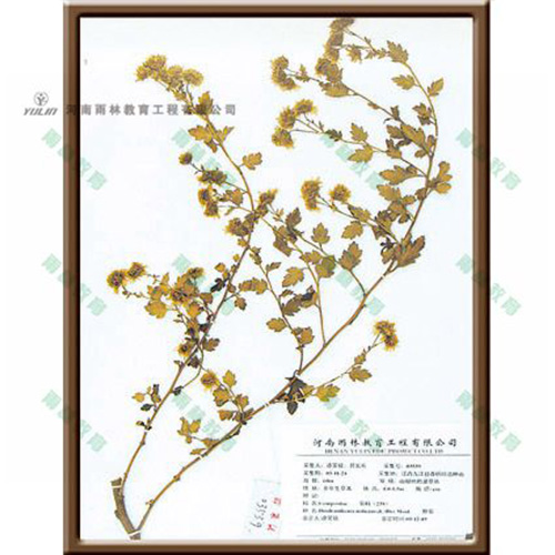海南野菊标本