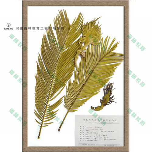 海南苏铁科植物标本