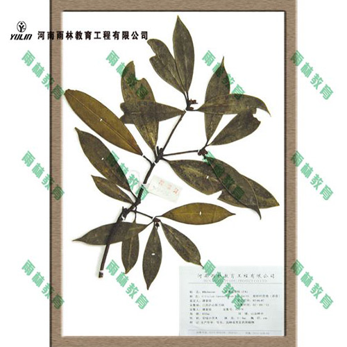 海南八角茴香科