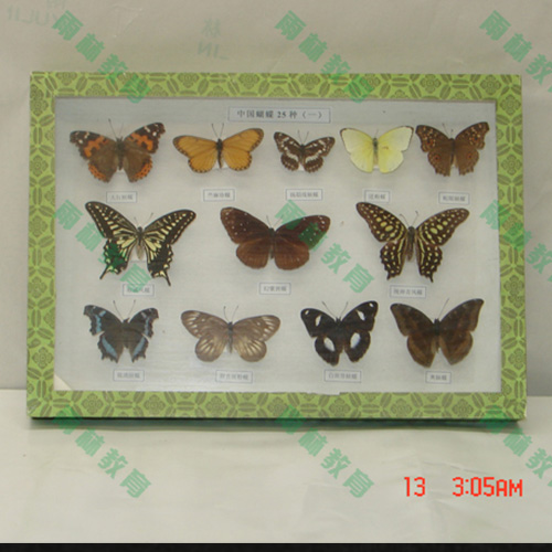 海南蝴蝶标本