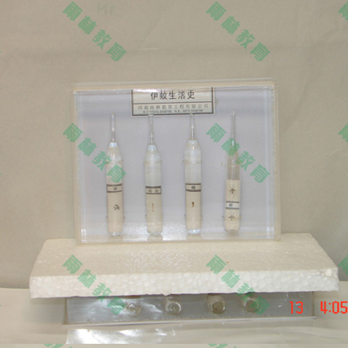 海南害虫标本25种