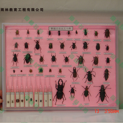 海南鞘翅目科昆虫