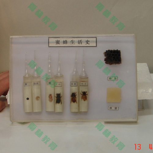海南昆虫生活史标本
