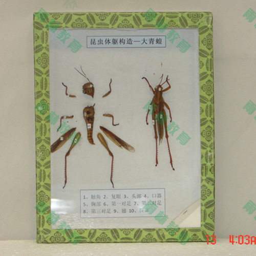 海南同翅目科昆虫