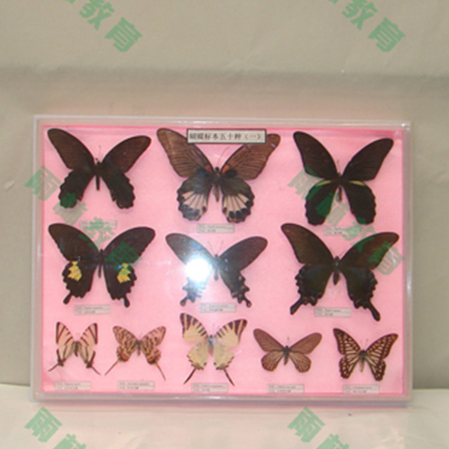 海南中国蝴蝶100种