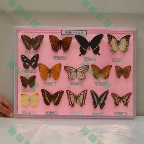 海南昆虫足类标本