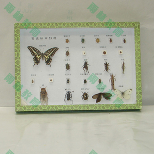 海南农业昆虫标本