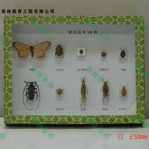 海南园林害虫昆虫标本