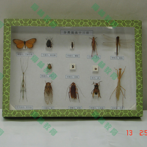 海南昆虫分类标本