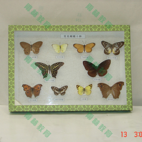 海南进口昆虫100种