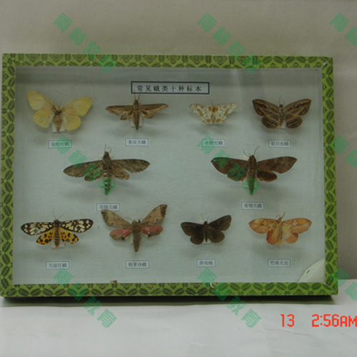 海南常见昆虫套装标本