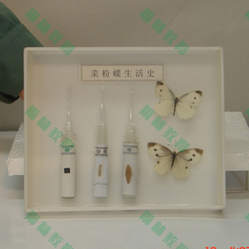 海南昆虫口器标本