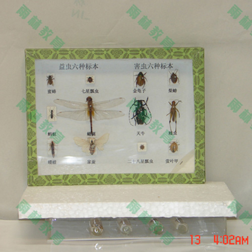 海南害虫标本