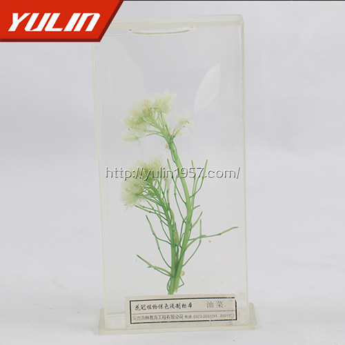海南植物保色及植物浸制标本