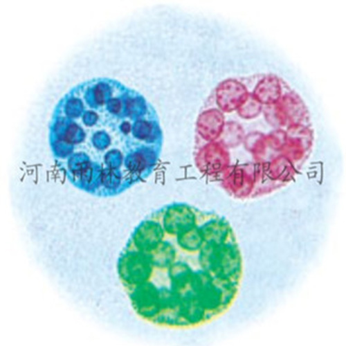 海南运动系统塑化标本