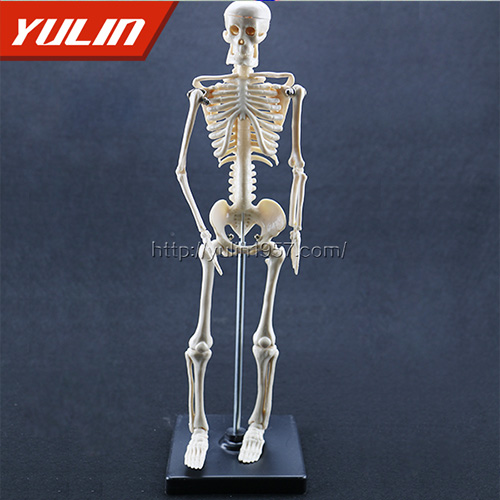 海南女性全身骨骼模型