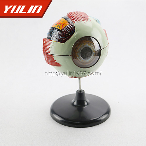 海南眼球解剖模型