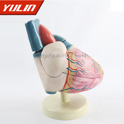 海南人体心脏复苏模型