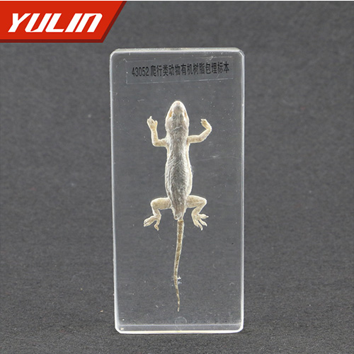 海南50种爬行类标本