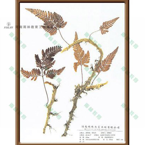 海南植物学挂图