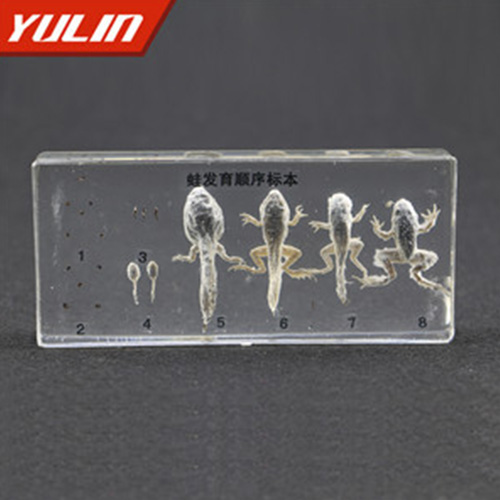 海南蛙发育顺序包埋标本