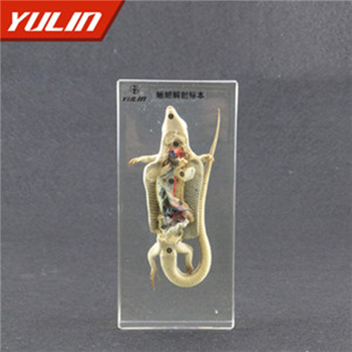 海南蜥蜴解剖包埋标本