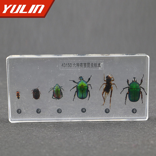 海南有害昆虫包埋标本