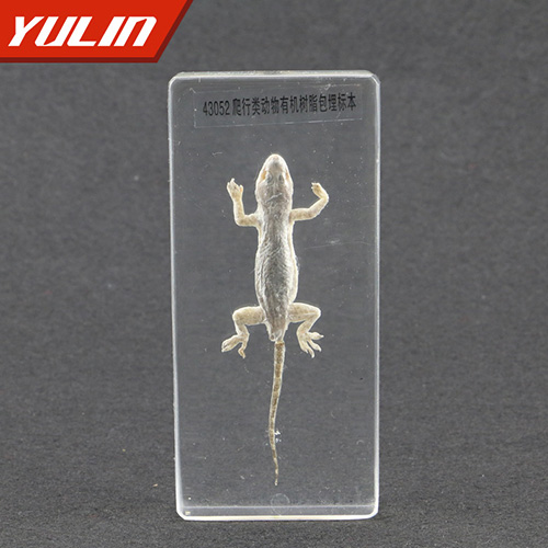 海南爬行类动物包埋标本