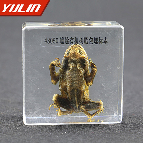 海南蟾蜍包埋标本