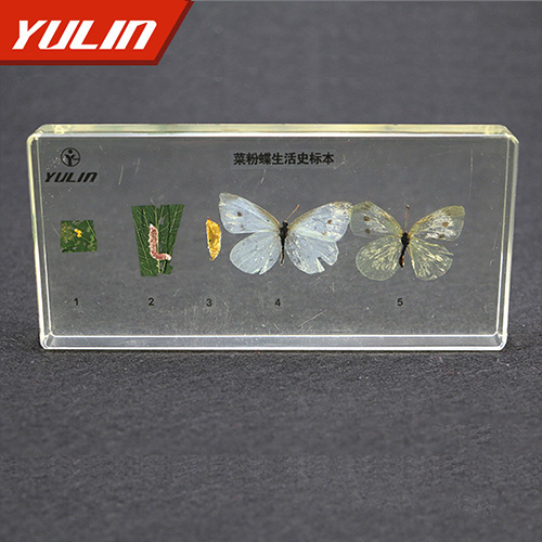海南菜粉蝶生活史包埋标本