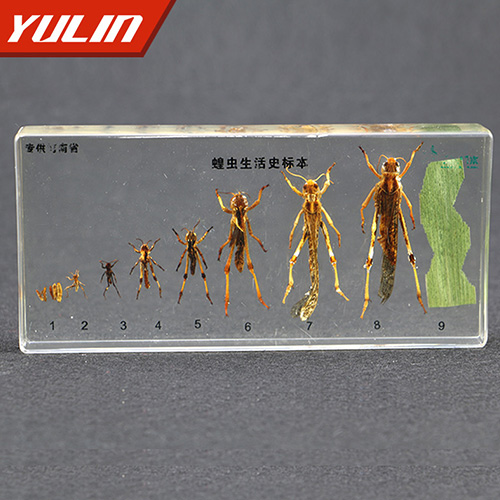 海南蝗虫生活史包埋标本