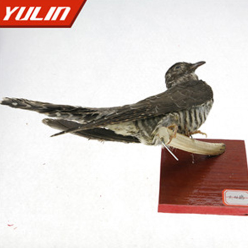 海南大杜鹃标本