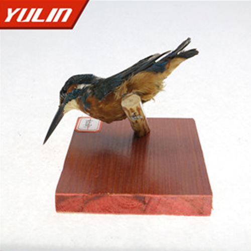 海南普通翠鸟标本