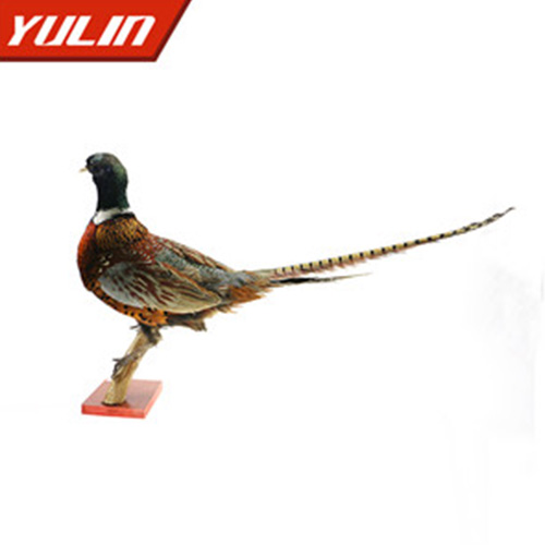 海南环颈雉雄标本