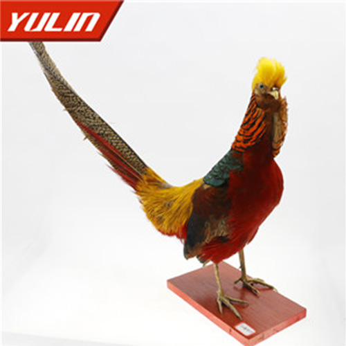 海南红腹锦鸡标本