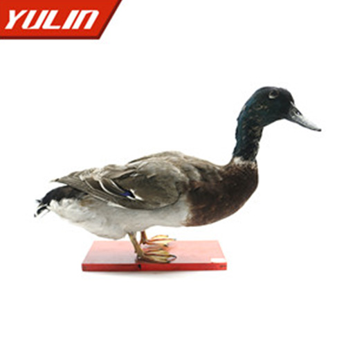 海南绿头鸭标本