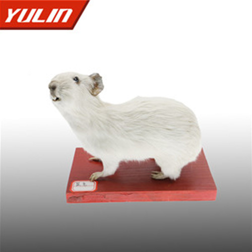 海南鼠兔标本