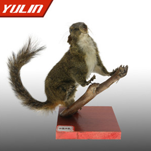 海南红腹松鼠标本