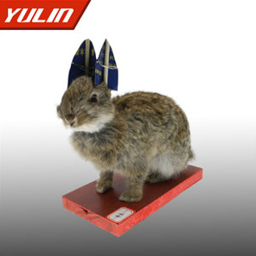 海南草兔标本
