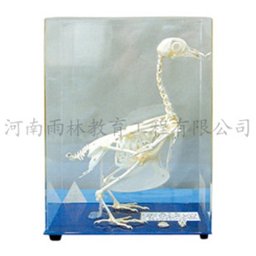 海南鸽骨骼标本