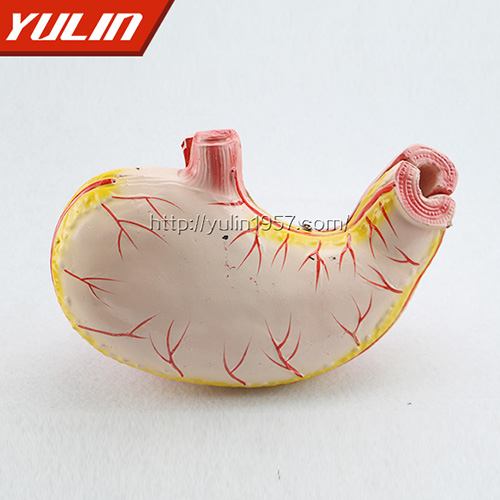 海南胃解剖模型