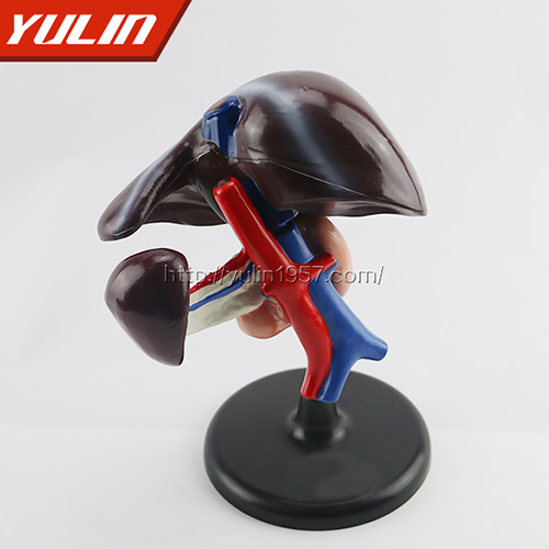 海南肝、十二指肠、胰脏模型