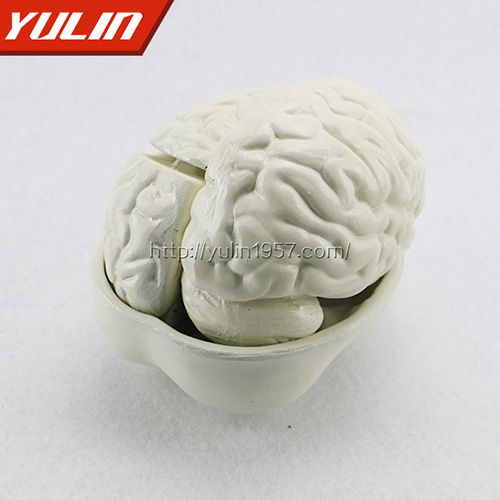 海南脑解剖模型