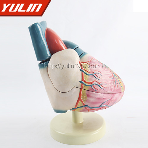 海南心脏解剖模型