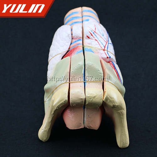 海南喉解剖模型